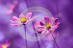 Purple flowers with a painted background. Beautiful flowers cosmos in field.