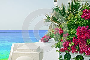 Purple flowers, palm leaves on the wite house and sea view