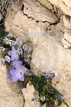 Purple flowers in the parched land