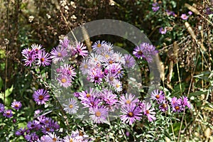 Purple Flowers in Partial Sun with Bees