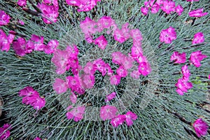 Purple Flowers in Pattern