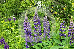 Purple flowers of a perennial shrub. Field plant `Lupin` blooms on the edge of the forest.