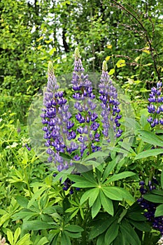 Purple flowers of a perennial shrub. Field plant `Lupin` blooms on the edge of the forest.