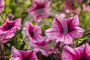 Purple flowers of Petunia, also known as Petunia Juss. Flowers are in the country garden during warm and sunny spring day