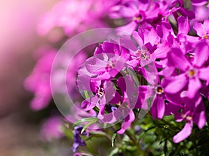 Phlox douglasii tufted phlox, Columbia phlox purple blossom of perennial herb