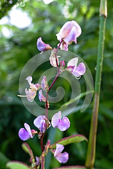 Purple flowers of a plant with the scientific name \