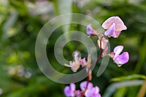 Purple flowers of a plant with the scientific name \