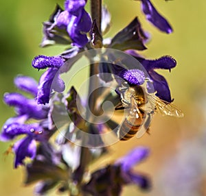 Purple flowers pollinated by a bee in a park