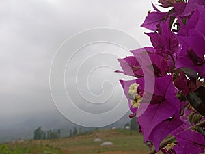 Purple Flowers in Posong