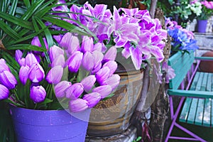 Purple flowers in pots in front of the house