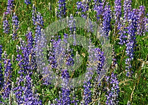 purple flowers on prairie