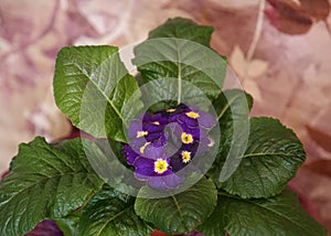 Purple flowers of a primrose in green leaves