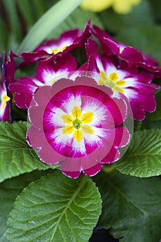 Purple flowers of the Primrose. Primula vulgaris. Blackberry crush cultivar.