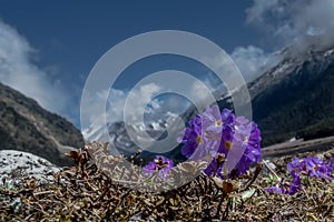 Purple flowers Primula farinose or Himalayan Primrose at Yumthang valley, Sikkim, India