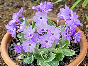 Purple flowers of Primula marginata El Bolton