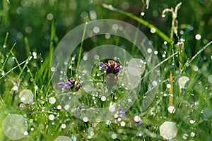 Purple flowers of Prunella vulgaris common self-heal, heal-all, heart-of-the-earth, carpenter`s herb in a dewy meadow