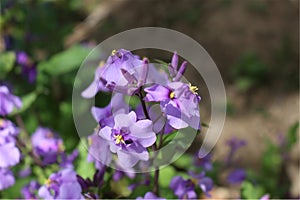 Purple flowers, Purple flower clusters, Crowds of flowers