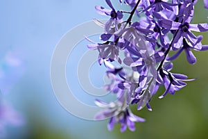 Purple flowers of the Queen`s Wreath