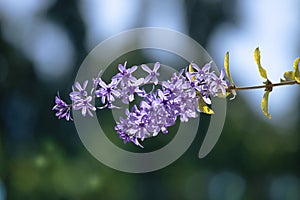 Purple flowers of the Queen`s Wreath