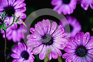 Purple flowers with rain drops.