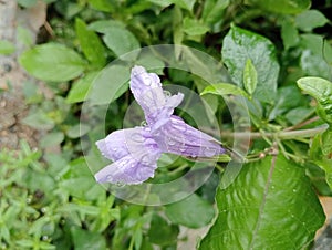 purple flowers and rainwater