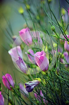 Purple flowers of the Red Centred Hibiscus, Alyogyne hakeifolia photo