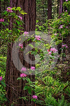 Purple Flowers in the Redwood Forest