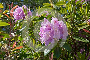 Purple flowers of the rhododendron glimmer