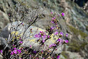 Purple flowers are Rhododendron ledebourii, shrub with upward-pointing branches