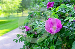 Purple flowers rose hips or briar, wild rose, dog rose in the autumn garden.