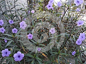 Purple flowers of Ruellia simplex plant background
