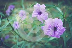 Purple flowers or Ruellia tuberosa Linn, Toi ting (thai name).