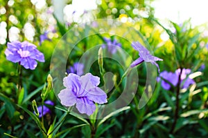 Purple flowers or Ruellia tuberosa Linn, Waterkanon, Popping pod