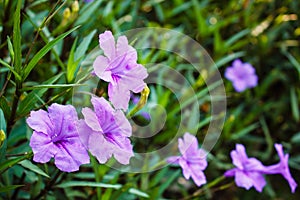 Purple flowers or Ruellia tuberosa Linn, Waterkanon, Popping pod