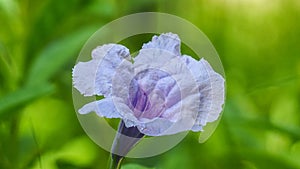 Purple flowers, Ruellia tuberosa Waterkanon, Toi ting flowers