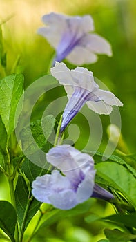 Purple flowers, Ruellia tuberosa Waterkanon, Toi ting flowers