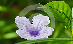 Purple flowers, Ruellia tuberosa Waterkanon, Toi ting flowers