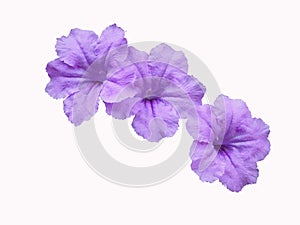 Purple flowers,Ruellias,wild petunias, Minnieroot, Iron root, Feverroot, (Ruellia tuberosa Linn)