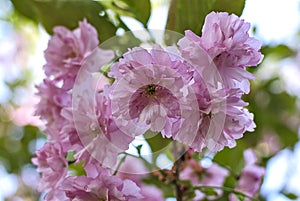 Purple flowers of sacura closeup