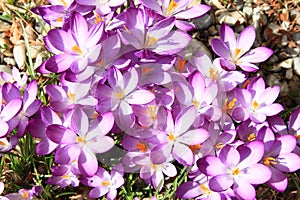 Purple flowers - saffron