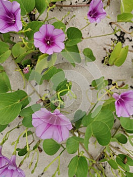 Purple flowers on the sandy beach