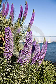 Purple Flowers By the Sea