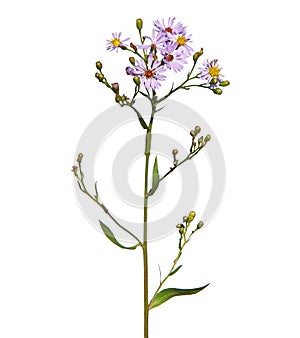 Purple flowers of sea aster isolated on white, Tripolium pannonicum