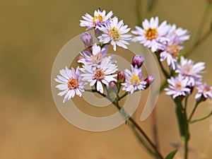 Purple flowers of sea aster, Tripolium pannonicum