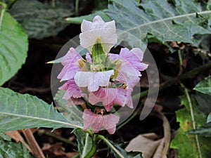 Purple flowers of Sea holly, Thistleplike plant Acanthus ebracteatus Vahl with thorny leaves, various medicinal plants