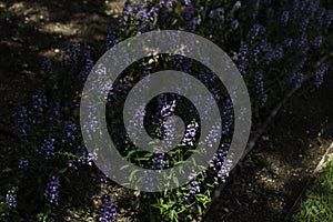 Purple flowers in shadow