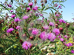 Purple Flowers and Sky During August