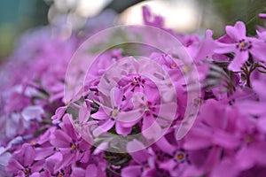 Purple flowers, small flowers, bouquet,