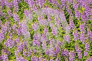 Purple flowers of snapdragon (Antirrhinum majus) on the flowerbed background. Antirrhinum majus, commonly called snapdragon, is an