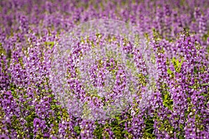 Purple flowers of snapdragon (Antirrhinum majus) on the flowerbed background. Antirrhinum majus, commonly called snapdragon, is an